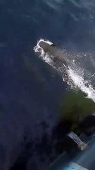 Habol Dolphins❤️