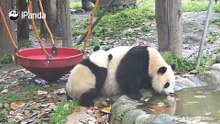 好脾气妈妈