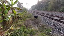Indian Railways  checking unit running through Bandel-Katwa Section