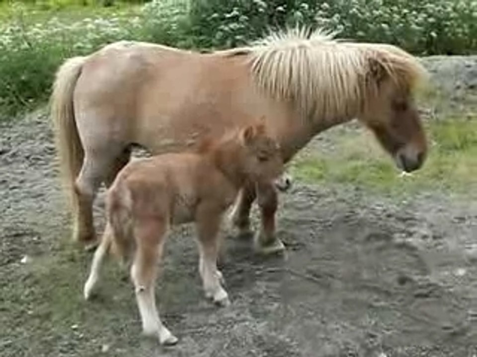 Clip Vidéo