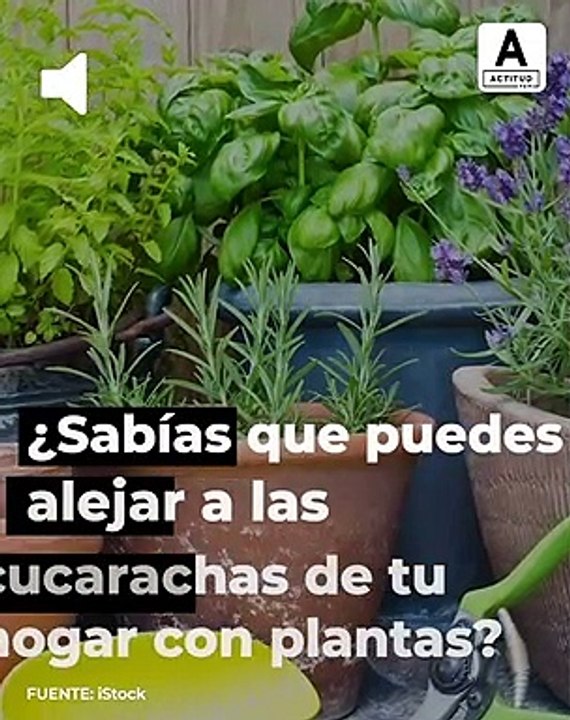 Plantas para alejar las cucarachas de casa.
