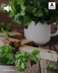 Tips para sembrar cilantro, perejil y otras hierbas en taza.