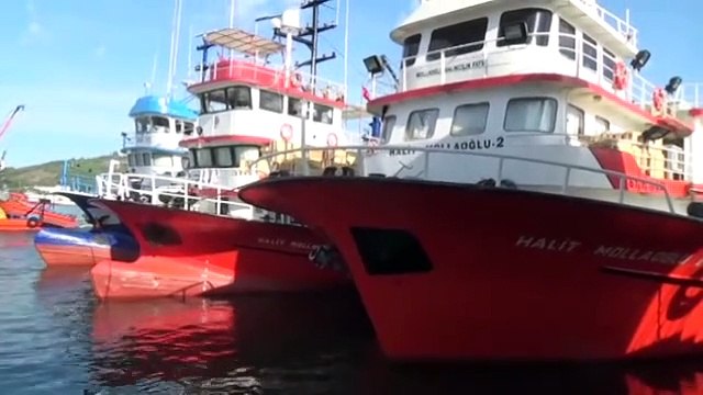 Karadeniz'den bereket fışkırıyor: Bir gecede 200 bin!