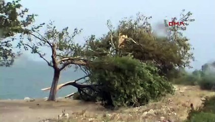 Şiddetli rüzgar ağaçları devirdi