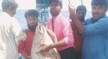 समंदर में मछली पकड़ रहा था पाकिस्तानी मछुआरा, हाथ लगी दुर्लभ मछली और बदल गई किस्मत