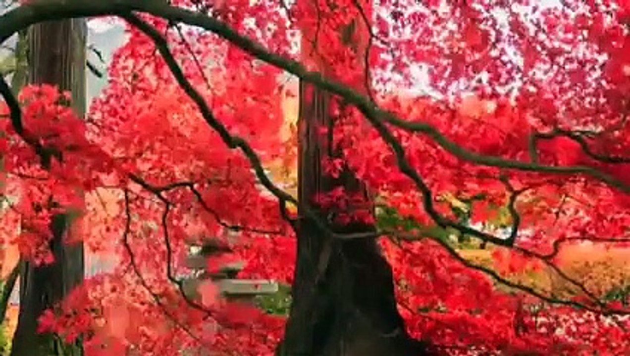 Nature sleeping music and sweet dreams music