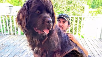 10 Abnormally Strong Dogs In The World