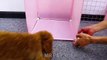 Diy - How To Make Dog House For Pomeranian Puppies With Cube Grid Wire - Cute Kitten - Mr Pet