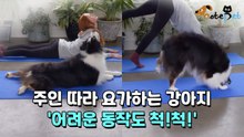 주인 따라 요가하는 강아지 '어려운 동작도 척!척!'