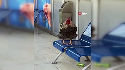 Klimalı otobüs durağına girip öten horoz şaşırttı