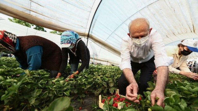 Kılıçdaroğlu çilek hasadına katıldı