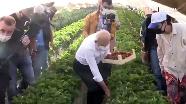 Kılıçdaroğlu, Aydın'da çilek hasadı yaptı
