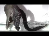 Electric eel leaps to shock a dummy predator