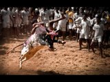 Why banning #Jallikattu will decimate India’s indigenous cattle breeds