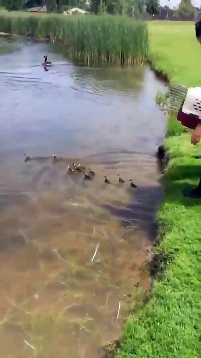 Une cane recueille des petits canetons sans se poser de questions