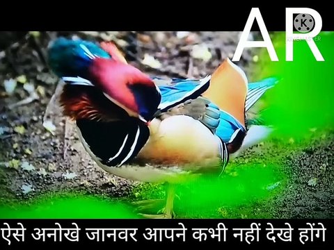 ऐसे अनोखे जानवर आपने कभी नहीं देखे होंगे अब यह वीडियो में देखिए अनोखे जानवर सबसे बेस्ट जानवर सबसे अच्छे दिखने वाले जानवर जो जानवर आपने कभी अपने सपनों में भी नहीं देखे होंगे वीडियो में देखिए