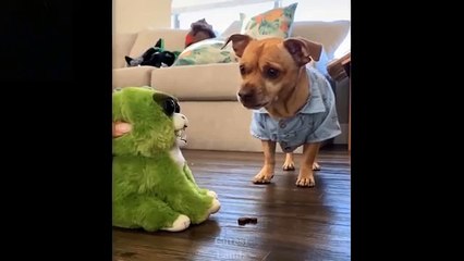 Cute And Funny Pets | Try Not To Laugh To These Pets Compilation 7 Cutest Lands