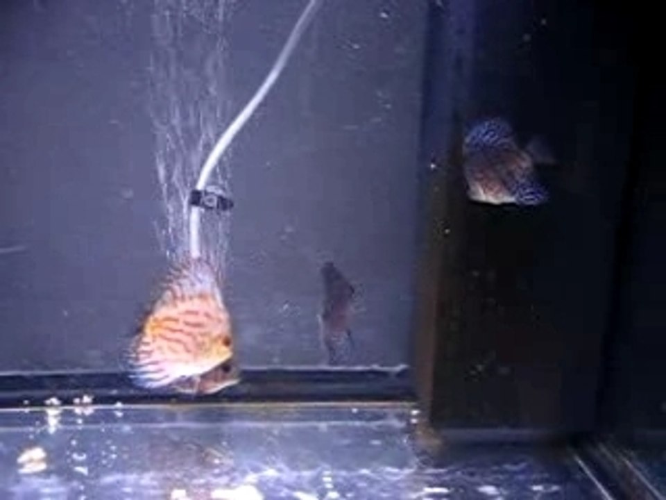 jeunes discus malades