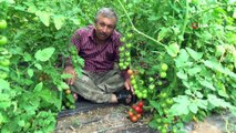 Seralar, kuluçkaya yatan kuşlara da yuva oldu