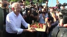 Kılıçdaroğlu, Aydın'da çiftçilerle çilek hasadı yaptı