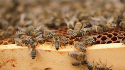 Sciences - L'abeille du passé et de l'avenir