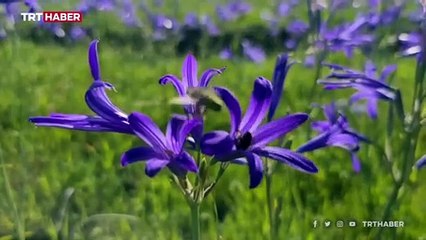 "Arı Merası Projesi" ile arıcılar yerleşik olarak faaliyet gösterebilecek