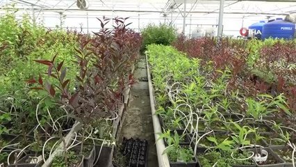 Emekli akademisyen modern sera kurdu, topraksız meyve fidanı üretiyor