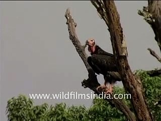 Red-headed vulture or Asian King Vulture and other vultures roosting _ India