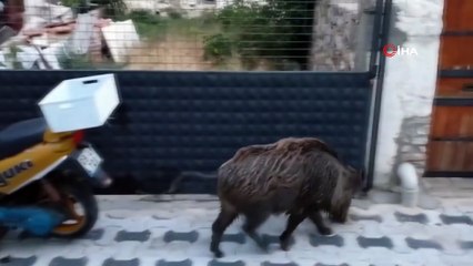 Gündüz vakti şehre inen domuz sürüsü şok etti