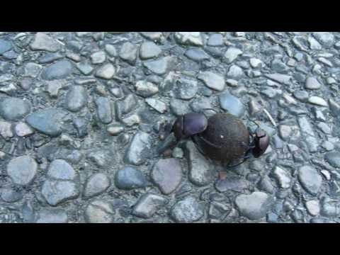 Video of beetles rolling dung