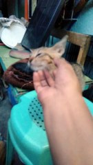 feeding the stray cat