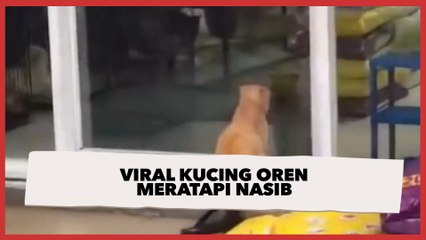 Viral Kucing Oren Terdiam di Depan Toko Hewan Bak Meratapi Nasib, Bikin Warganet Sedih