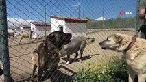 Dünyaca ünlü Kangal köpeklerine yeni görev