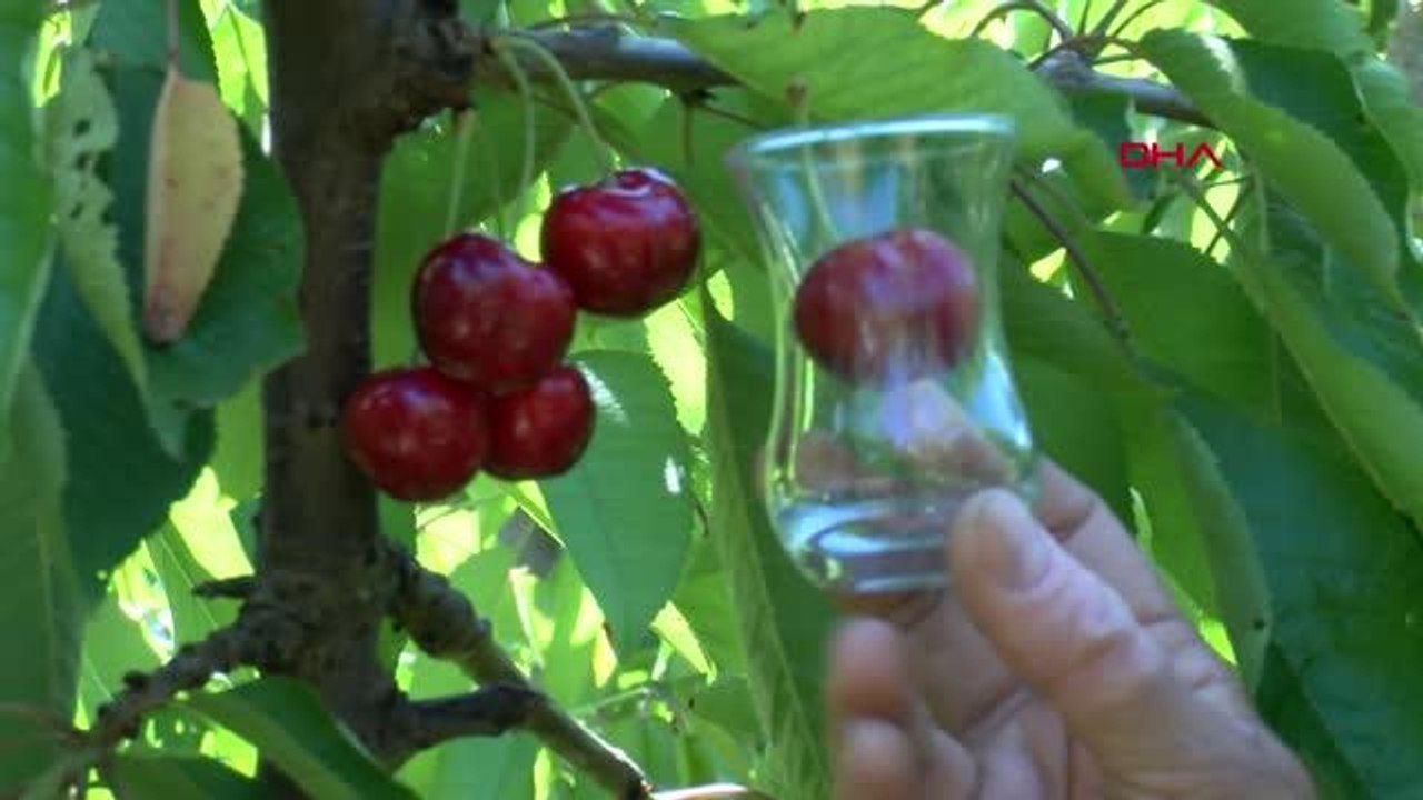 ÇANAKKALE LEZZETİ VE İRİLİĞİ İLE MEŞHUR LAPSEKİ KİRAZI, ÇAY BARDAĞINA SIĞMIYOR