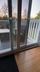 Early Morning Visit From Family of Bears