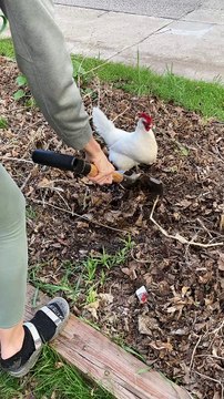 Chicken Helping to Dig for Worms