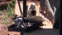 MANİSA - Boncuk isimli köpek, kulübesinin yanında doğan kedi yavrularına gözü gibi bakıyor