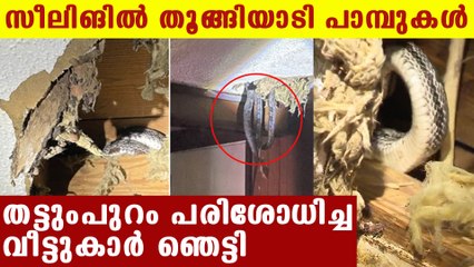 Family found rat snakes in house's sealing | Oneindia Malayalam