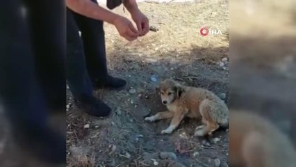Son dakika haberleri... Köpekler telef edilince barınak sahibi hastanelik oldu