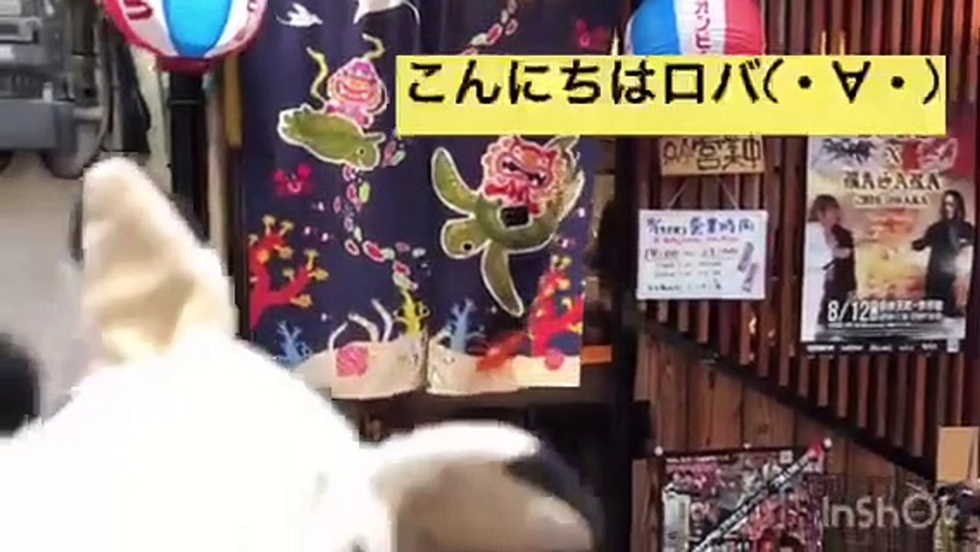 京橋 て げ 家 まったり沖縄時間だぜロバ 動画 Dailymotion