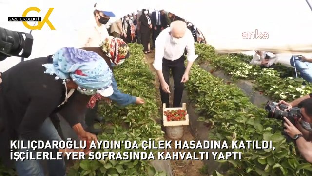 KILIÇDAROĞLU AYDIN'DA ÇİLEK HASADINA KATILDI, İŞÇİLERLE YER SOFRASINDA KAHVALTI YAPTI