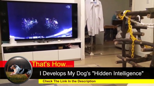 TOP 10 dog barking videos compilation 2021 ♥ Dog barking sound Funny dogs