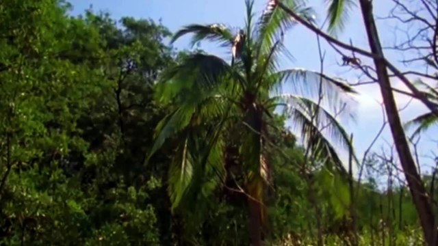 Wild Animals - Fighting Monkeys - Clever Monkeys