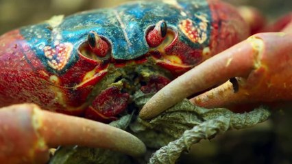 Yellow Crazy Ants Kill Red Crab  Planet Earth