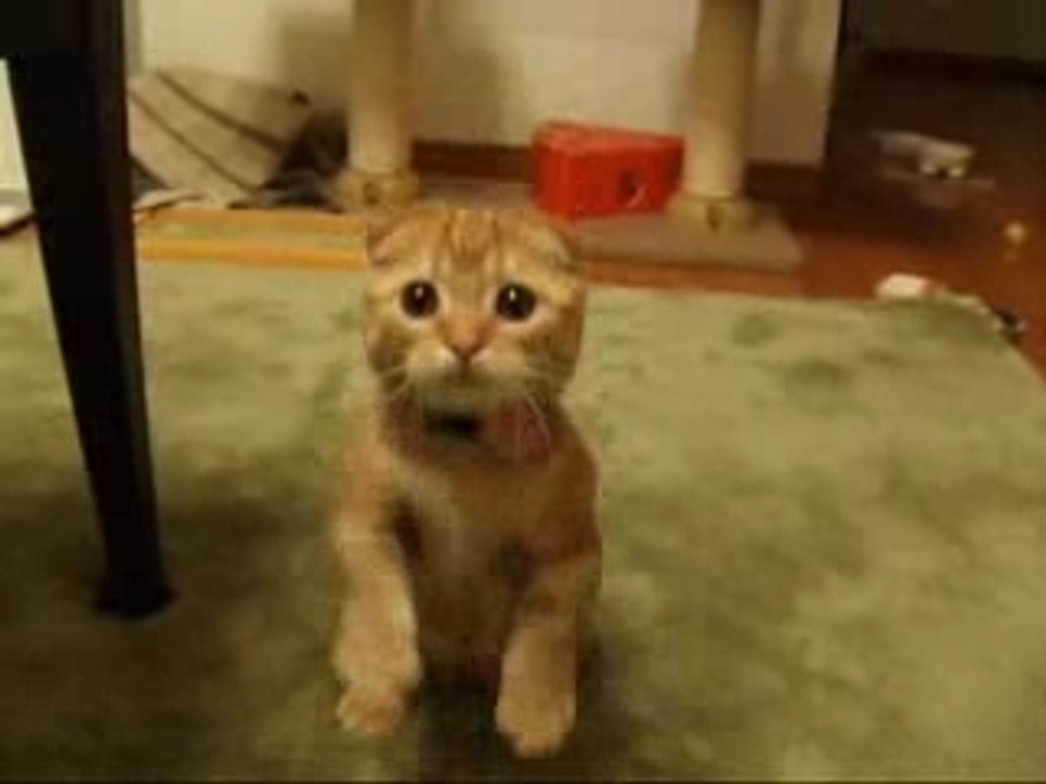 Chat-trop-mignon