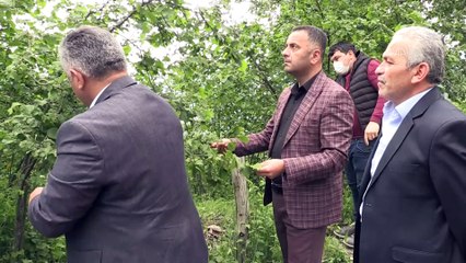 ORDU - TZOB üyeleri dolu yağışının ardından fındık bahçelerinde inceleme yaptı