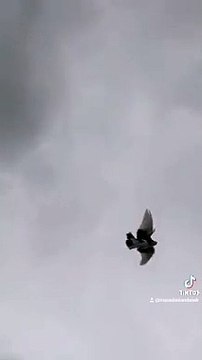 Makedonski dunek, macedonian donek, pacali donek, pigeon, pet, animal, guvercin