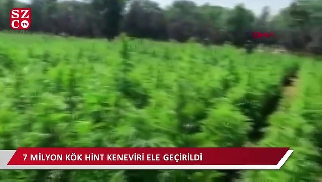 Diyarbakır'da narko-terör operasyonunda 7 milyon kök Hint keneviri ele geçirildi