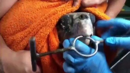 MUĞLA - Ağzına olta iğnesi takılan caretta caretta yaralandı