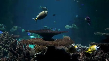 الاسماك الملونة